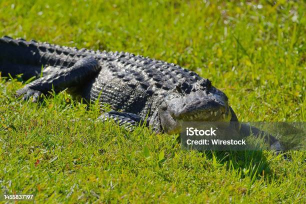 Closeup Of An American Alligator On The Grass Stock Photo - Download Image Now - Grass, Animal Head, American Alligator