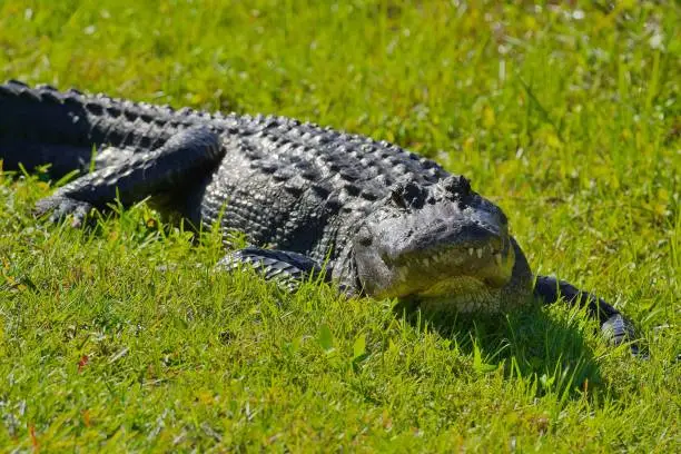 A closeup of an American alligator on the grass