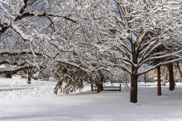 istock Landscape with snow covered trees and bushes on an overcast day 1455837593