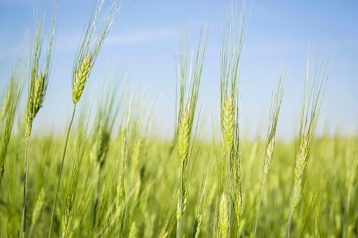 Green barley field, healthy food agriculture farm. High quality photo