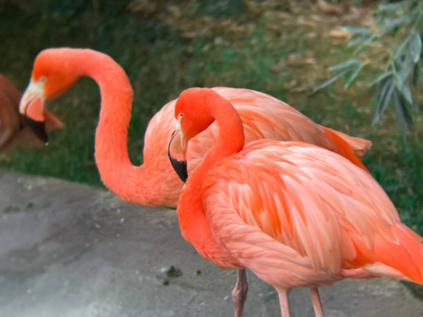 istock Two orange flamingos close up 1455837896