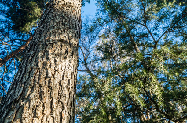 istock Pine trees in spring in a park, nature background 1455838555