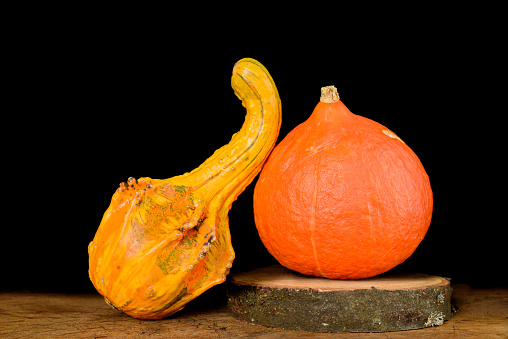 Edible pumpkin of the variety Hokkaido and gourd. Cucurbita maxima Duchesne ssp. maxima convar. maxima 'Red Kuri.