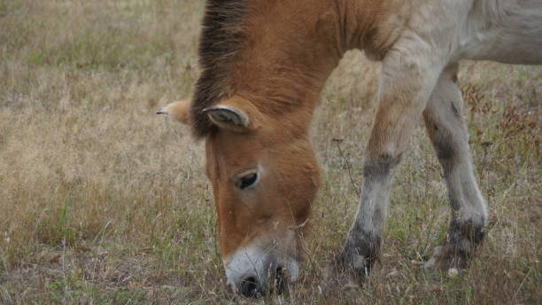 istock Przewalski's horse in a field 1455839526