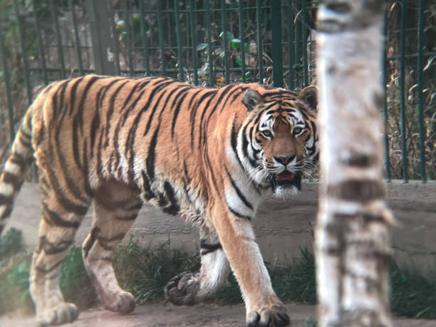 istock Big Amur tiger (Panthera tigris) close-up 1455839608