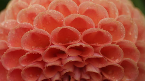 istock Dahlia in the rain 1455839649
