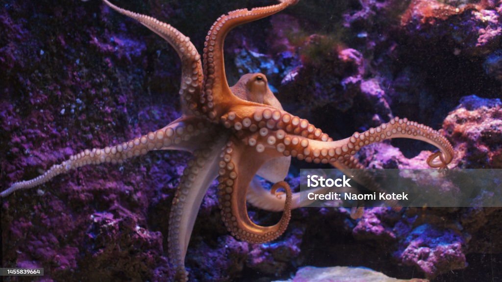 Common octopus A common octopus in an aquarium Octopus Stock Photo