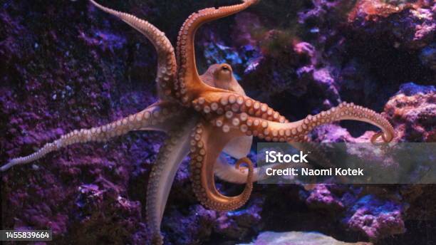 Common Octopus Stock Photo - Download Image Now - Octopus, Animal, Tentacle Sucker