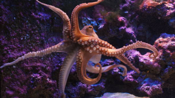 общие осьминога - octopus стоковые фото и изображения