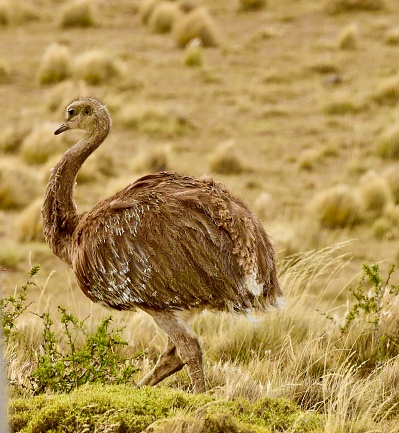 Adult and chick Rheas, also know as nandus or South American ostriches.