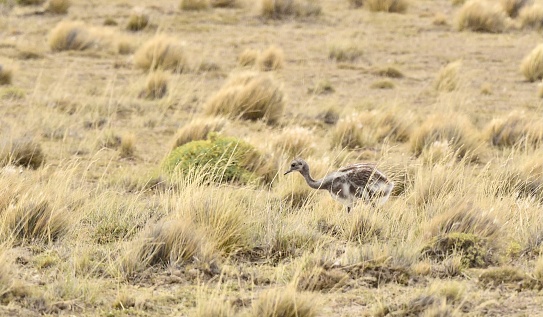 Adult and chick Rheas, also know as nandus or South American ostriches.