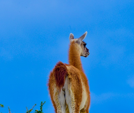 Large South American Llama
