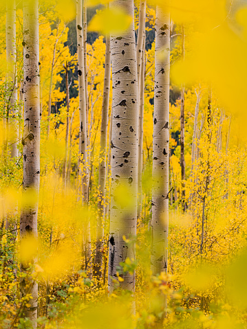 Looking Through the Aspen Trees - Fall Colors Colorado in Aspen, Colorado, United States