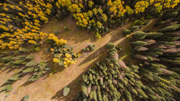 Sunrise Aerial Trees in Silver Jack Reservoir Colorado Fall Colo