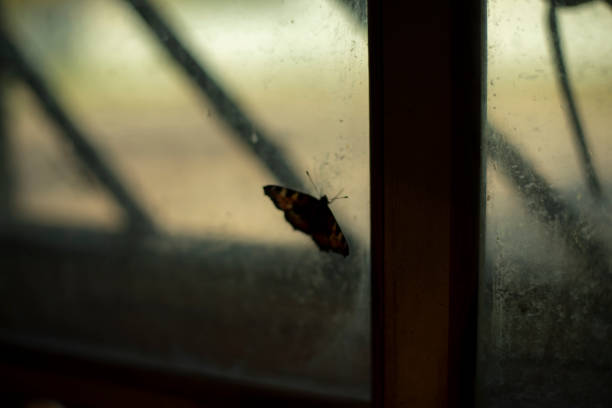 istock Bean on glass. Butterfly on window. Interior details. Window frame. 1455845562