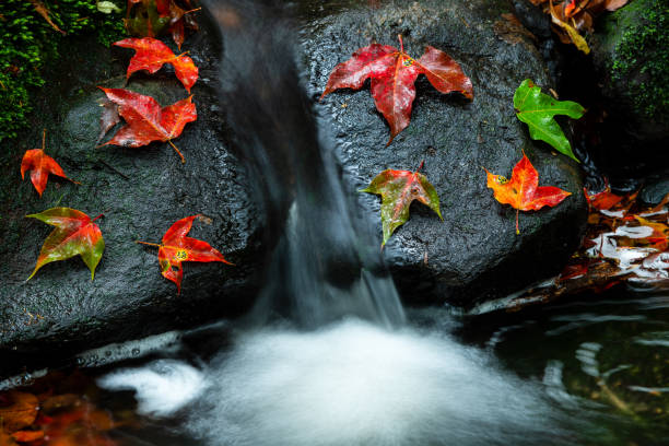 Bright yellow-red fallen maple leaves in water and stone. Autumn natural background. autumn atmosphere image. symbol of fall season.