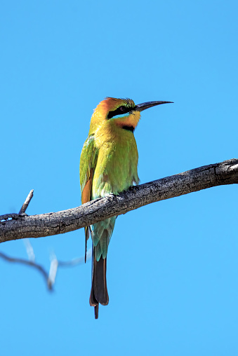 Rainbow bee-eater perched in a tree
