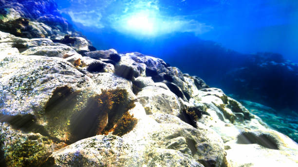 istock Underwater landscape with sea urchins 1455848163