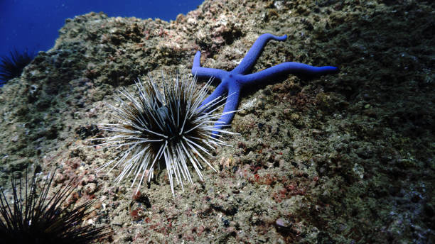 istock A starfish and a sea urchin at a coral reef 1455848187