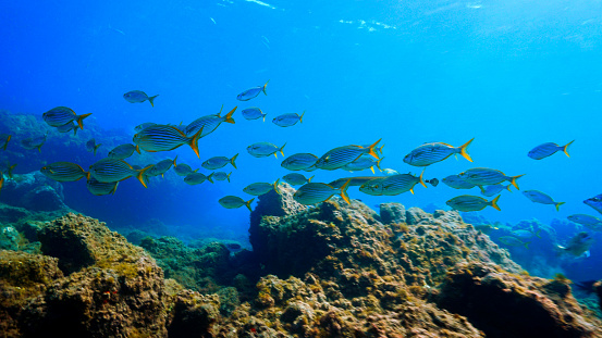Foto artística submarina de bancos de peces en un arrecife photo