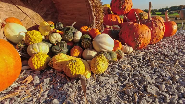 Pumpkin harvest and Thanksgiving Day season. Baskets decorated with pumpkins and gourds for agritourism or agrotourism. Holiday Autumn festival scene and celebration of fall at golden hour.