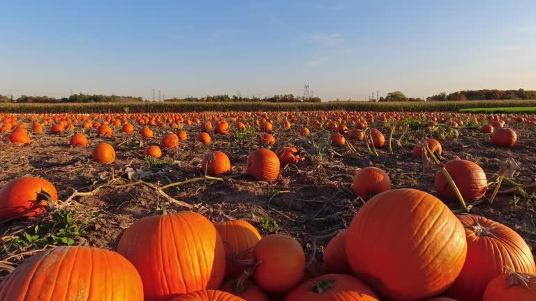 Pumpkin harvest and Thanksgiving Day season. Golden hour at farm with pumpkins for agritourism or agrotourism. Holiday Autumn festival scene and celebration of fall. Pick you own pumpkins sale.