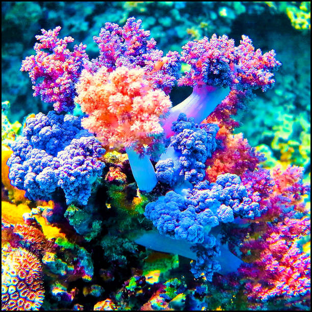 Underwater photo from a scuba dive
