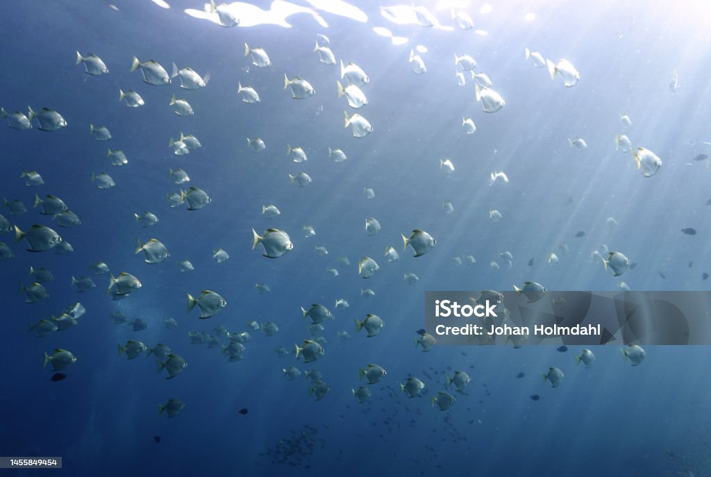 Shoal of Spade fish in rays of light in the blue sea Underwater photography from a scuba dive in tropical waters Animal Stock Photo