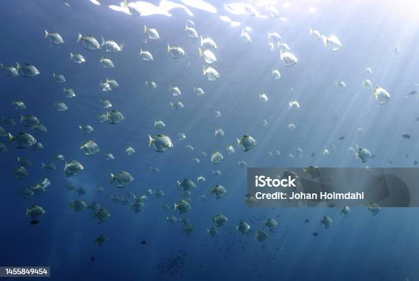 Shoal Of Spade Fish In Rays Of Light In The Blue Sea Stock Photo - Download Image Now