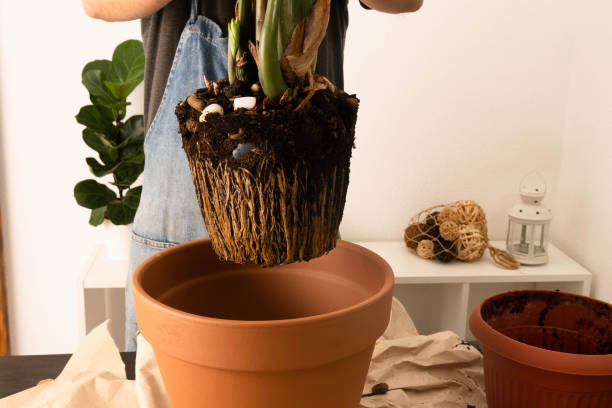 istock Transplanting plants at home. 1455850057