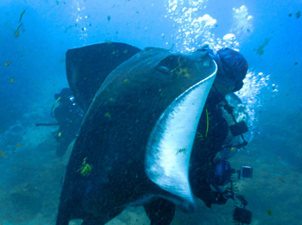 istock Underwater photo from a dive and feeding the huge Atlantic stingray 1455850884