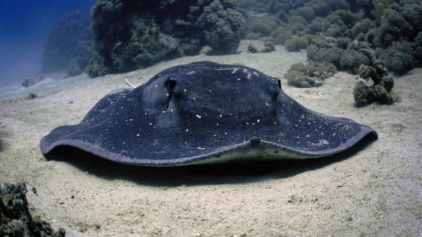 istock Huge Stingray at the sand bottom at a coral reef 1455850906
