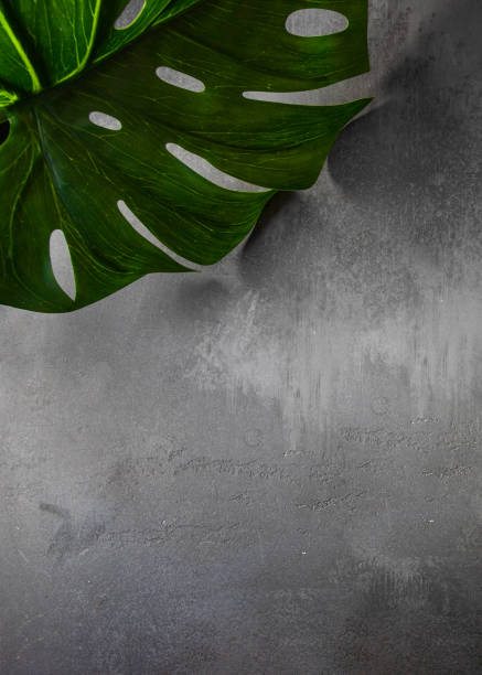 istock Natural monstera leaf on dark grey background.Copy space 1455851842