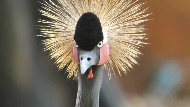 Black crowned crane headshot looking at camera