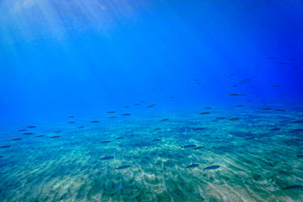 istock Shoal of fish in beautiful light over the sand bottom 1455852483