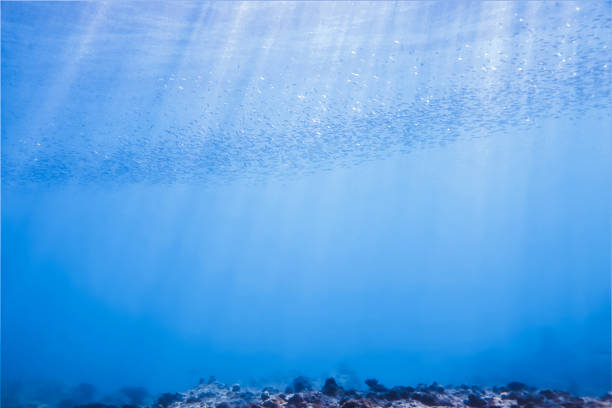 istock School of small fish in rays of sunlight 1455852502