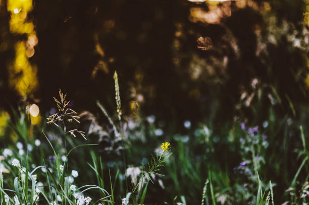 belas flores silvestres em um caminho da floresta em montana no verão ao ar livre - montana mountain lupine meadow - fotografias e filmes do acervo
