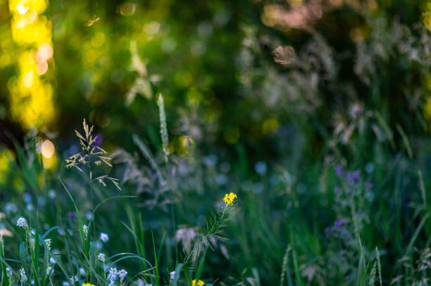 夏の屋外のモンタナ州の森の小道にある美しい野生の花 - montana mountain lupine meadow ストックフォトと画像