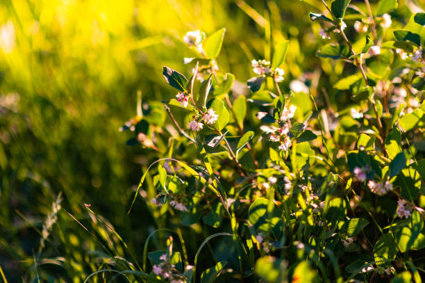 belas flores silvestres em um caminho da floresta em montana no verão ao ar livre - montana mountain lupine meadow - fotografias e filmes do acervo