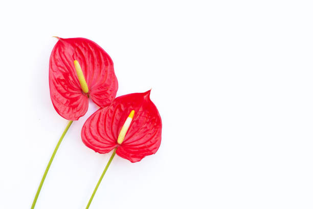 istock Flamingo flower or pigtail anthurium 1455854717