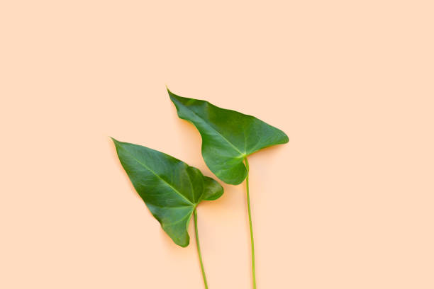 istock Flamingo flower or pigtail anthurium leaves 1455855226