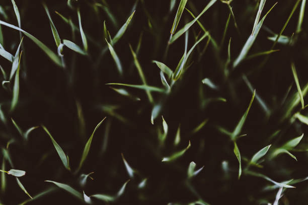 Wild meadow grass