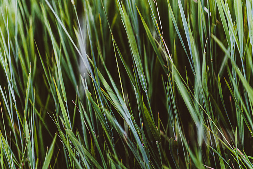 REALLY healthy spring GREEN grass on a sloped area so the foreground is in focus and the background is out of focus.  This selective focus should add value to you if you use it as a background.Horizontal composition