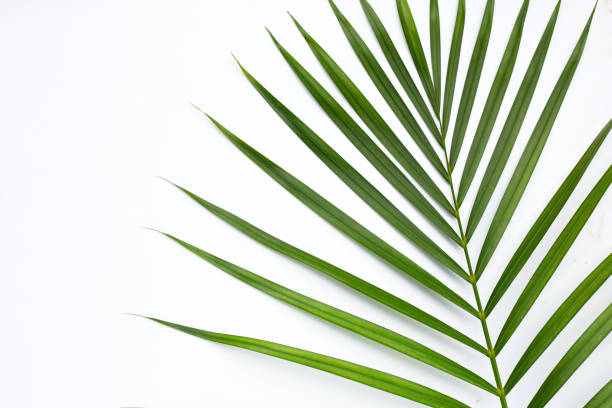 istock Green leaves of palm tree on white background. 1455855528