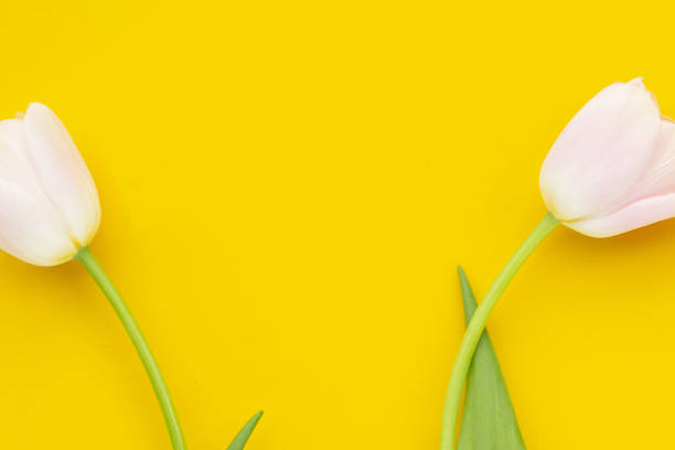 istock White pink tulips on yellow background. 1455855591