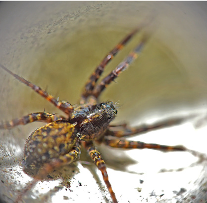 Pardosa Milvina Sits On A Stone Macro Kharkov Ukraine Stock Photo