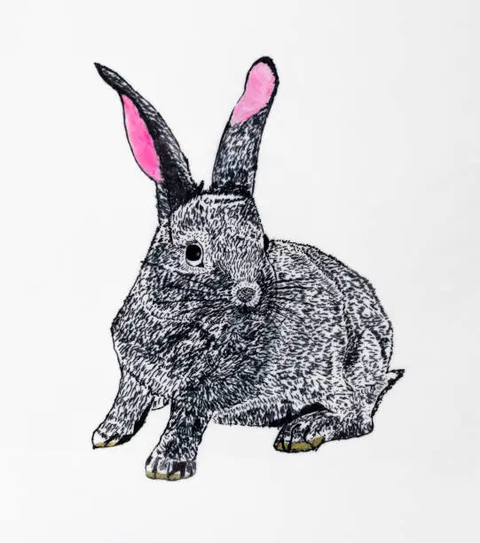Vector illustration of Black rabbit drawing with touch marker, pink ears