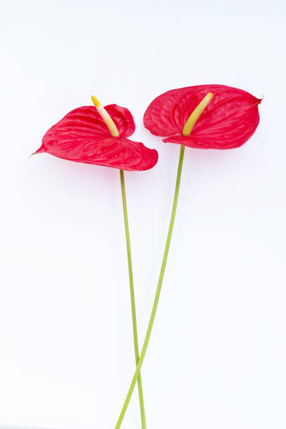 istock Flamingo flower or pigtail anthurium 1455861264
