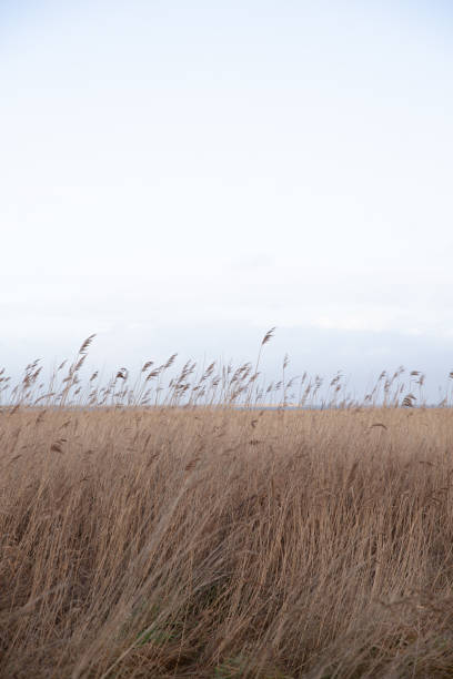 istock The beautiful Danish winter landscape 1455861413