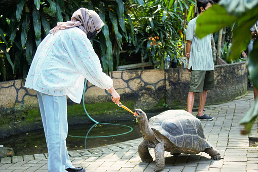 picture of an  Asian gilr in hijab feeding carrots to Galapagos tortoise (Chelonoidis nigra) , this photo was taken on july 06, 2022 in yogyakrta city indonesia.